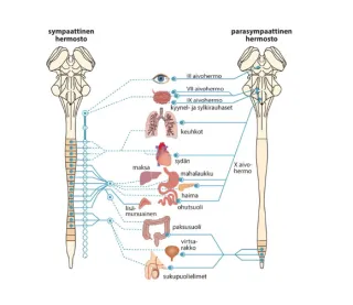 Piirroskuva: Autonominen hermosto